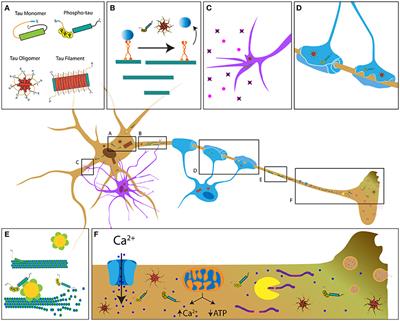 Axonal Degeneration in Tauopathies: Disease Relevance and Underlying Mechanisms